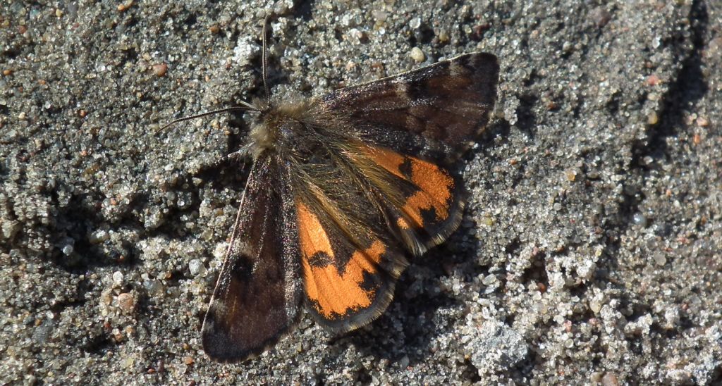 Bęsica kwietniówka (Archiearis parthenias)