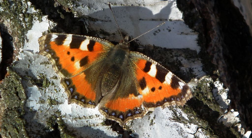 Rusałka pokrzywnik (Algais urticae)