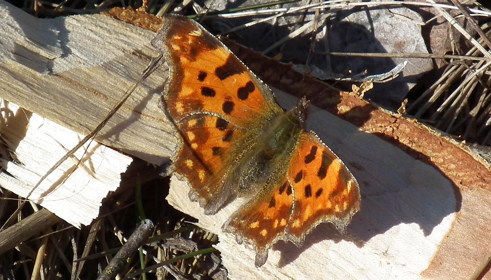 Rusałka ceik (Polygonia c-album)