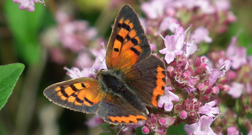 Czerwończyk żarek (Lycaena phlaeas)