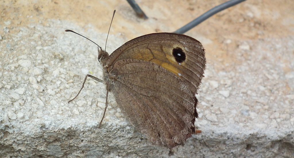 Skalnik statilinus (Hipparchia statilinus (Hufn.))