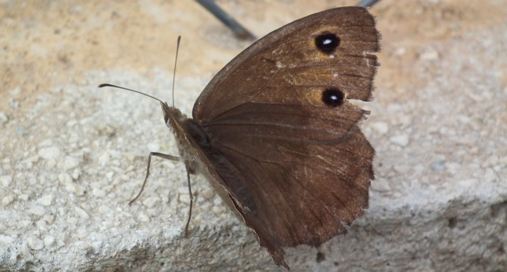 Skalnik statilinus (Hipparchia statilinus (Hufn.))