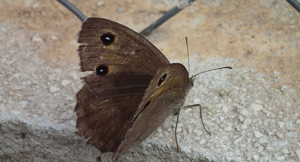 Skalnik statilinus (Hipparchia statilinus (Hufn.))