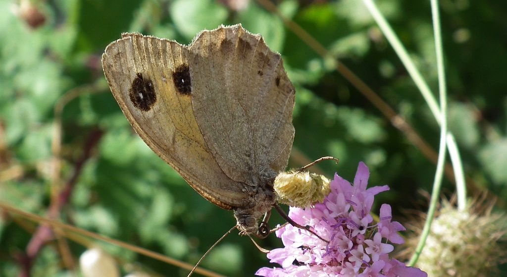 Skalnik statilinus (Hipparchia statilinus (Hufn.))