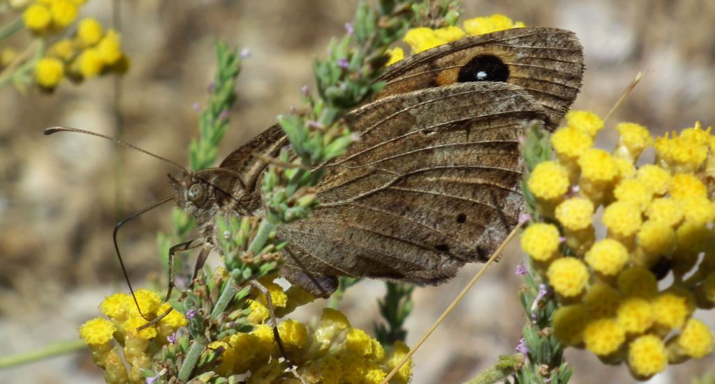 Skalnik statilinus (Hipparchia statilinus (Hufn.))