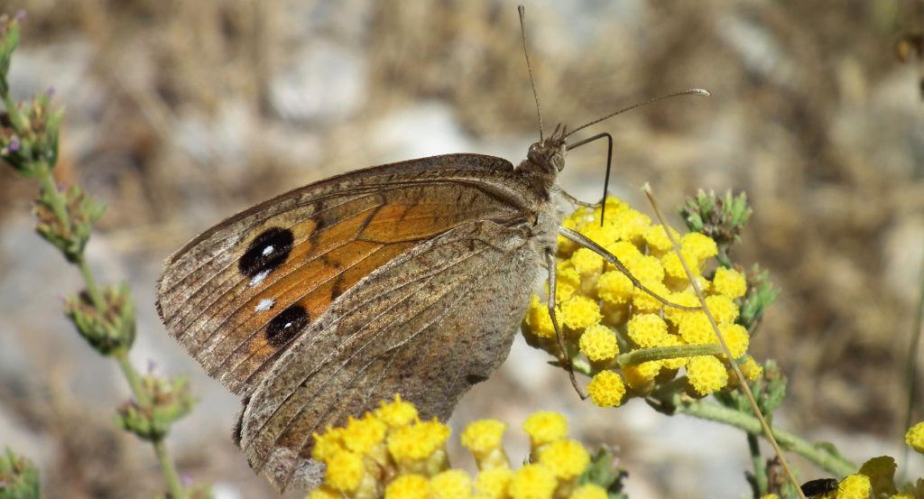 Skalnik statilinus (Hipparchia statilinus (Hufn.))