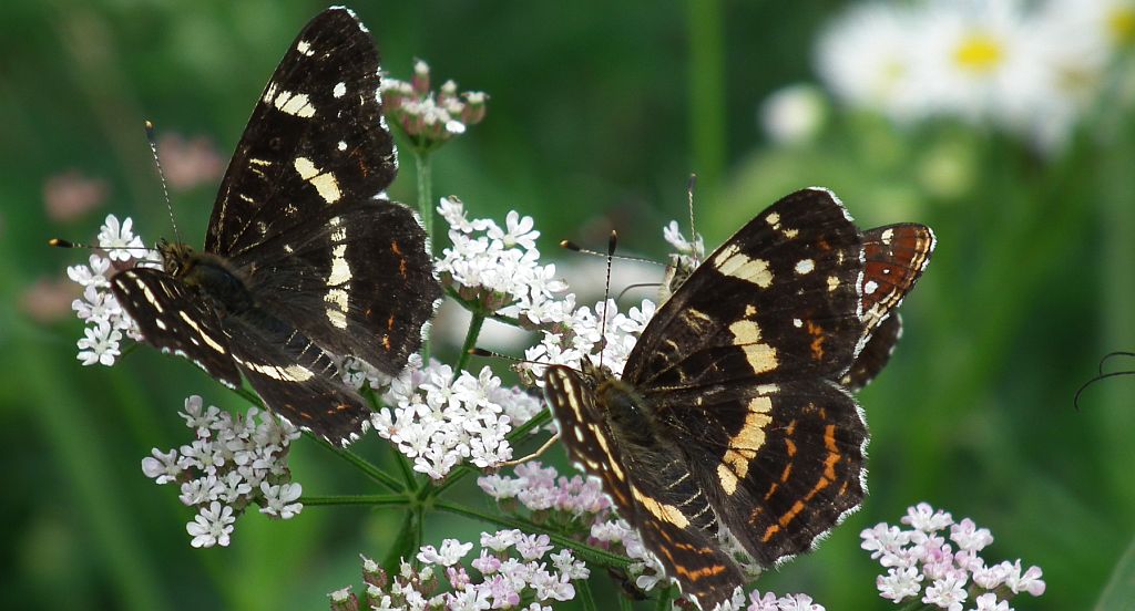 Rusałka kratkowiec (Araschnia levana)