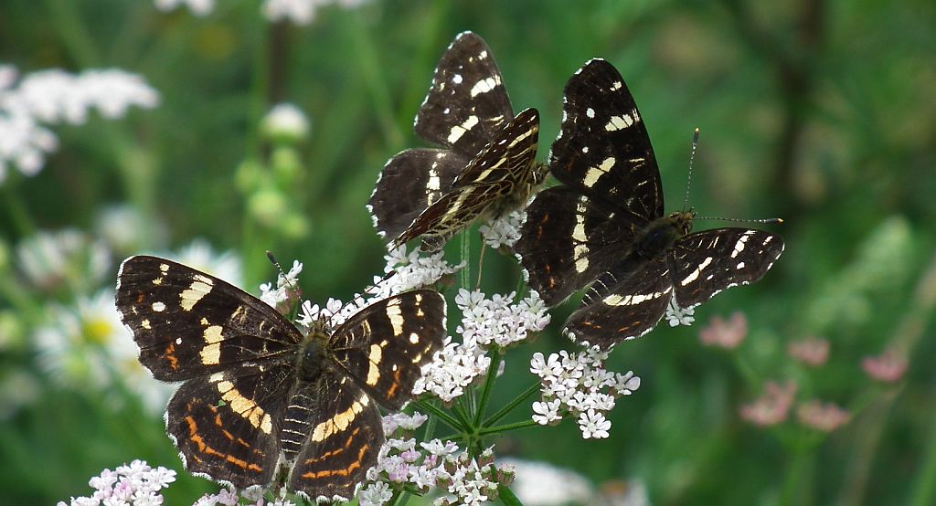 Rusałka kratkowiec (Araschnia levana)