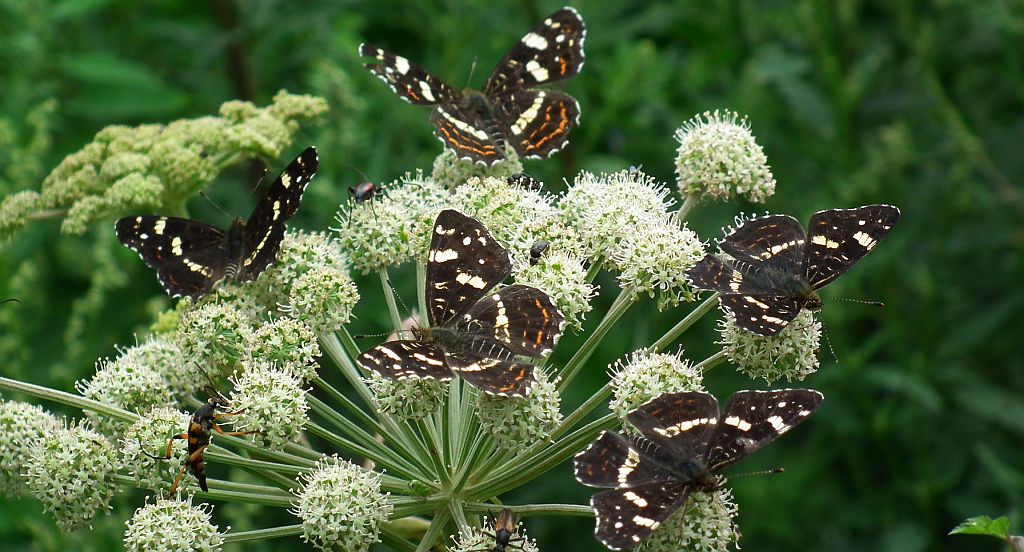 Rusałka kratkowiec (Araschnia levana)