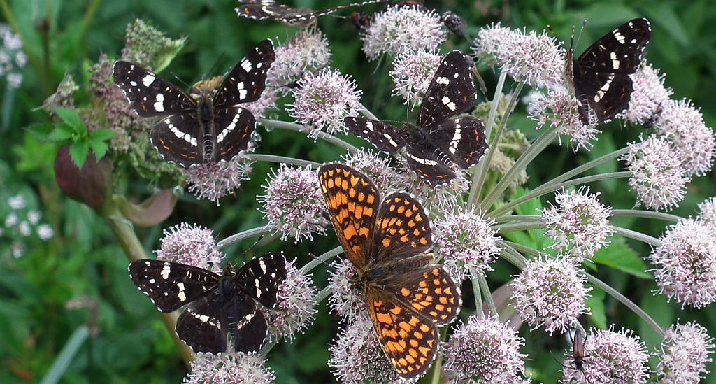 Przeplatka atalia (Melitaea athalia) i rusałka kratkowiec (Araschnia levana)