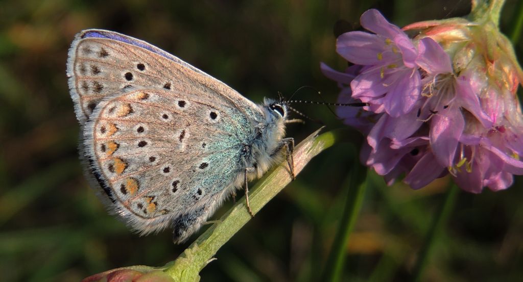 Modraszek ikar, mnogooczak ikar (Polyommatus icarus)