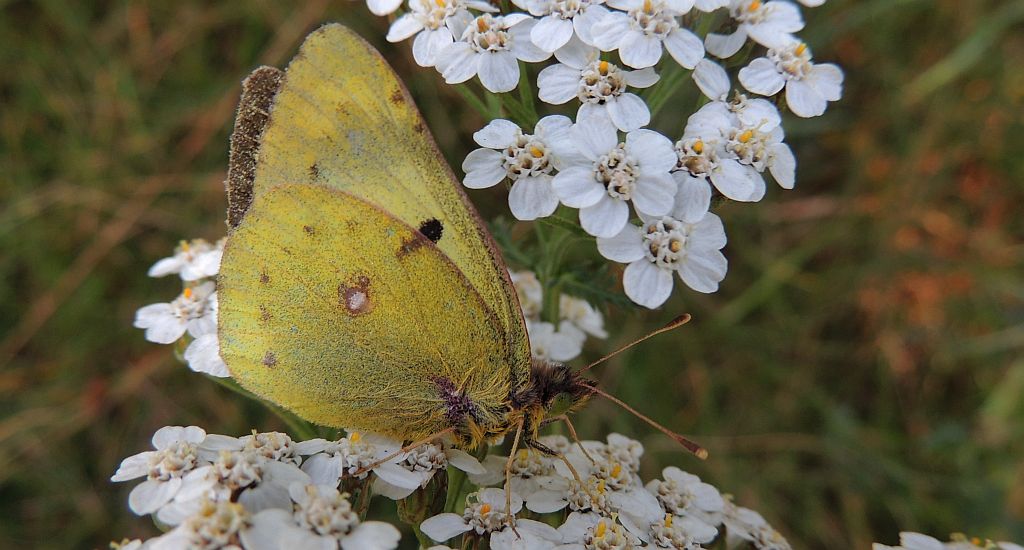 Szlaczkoń siarecznik (Colias hyale)