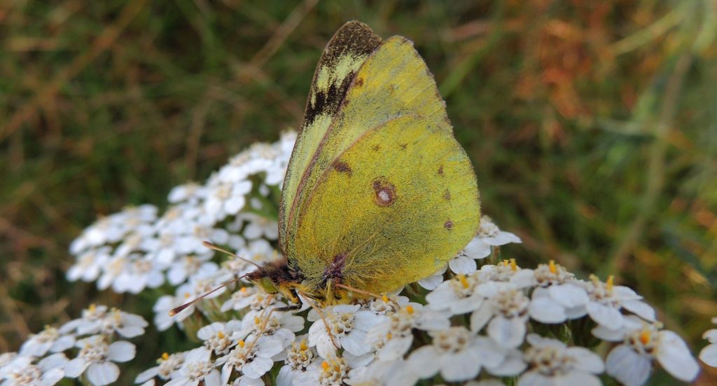 Szlaczkoń siarecznik (Colias hyale)