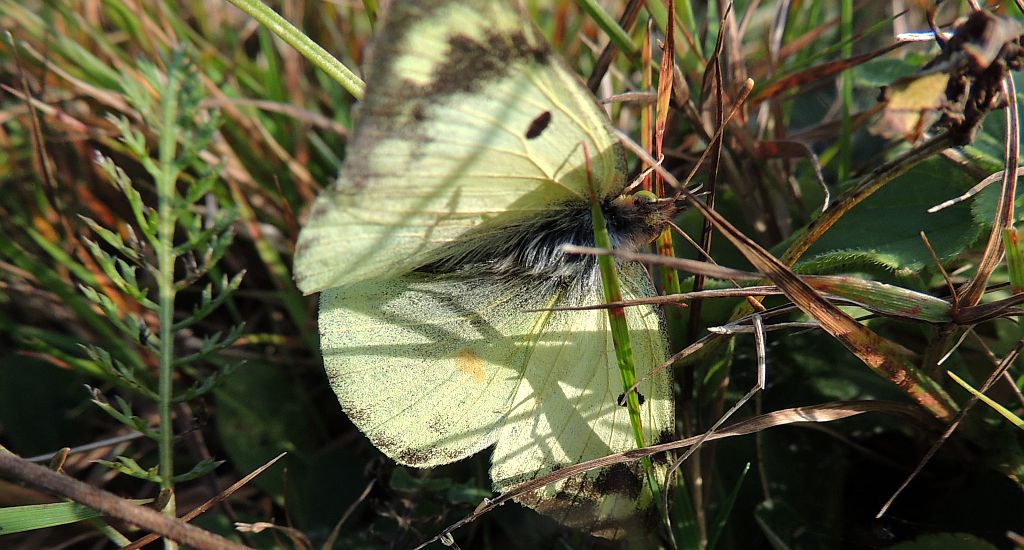Szlaczkoń siarecznik (Colias hyale)