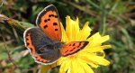 Czerwończyk żarek (Lycaena phlaeas)