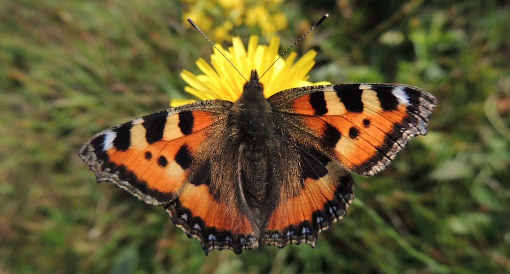 Rusałka pokrzywnik (Aglais urticae)
