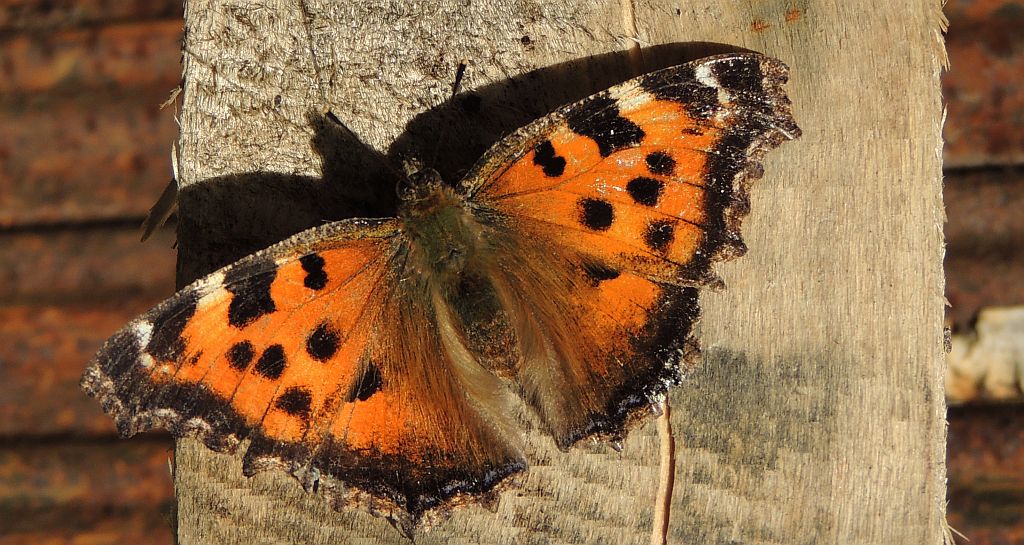 Rusałka wierzbowiec (Nymphalis polychloros)