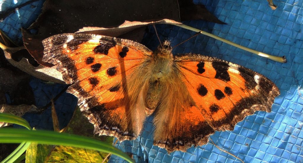 Rusałka wierzbowiec (Nymphalis polychloros)