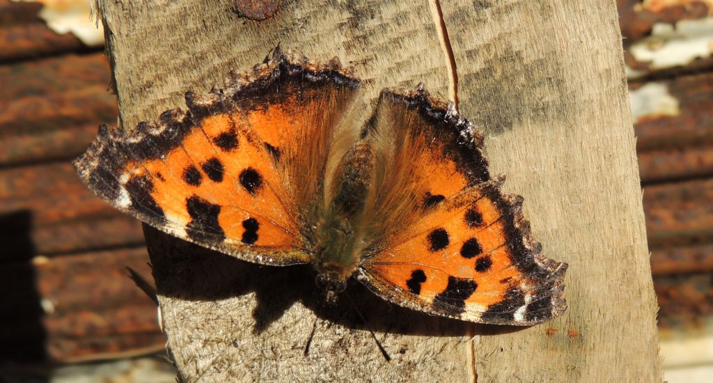 Rusałka wierzbowiec (Nymphalis polychloros)