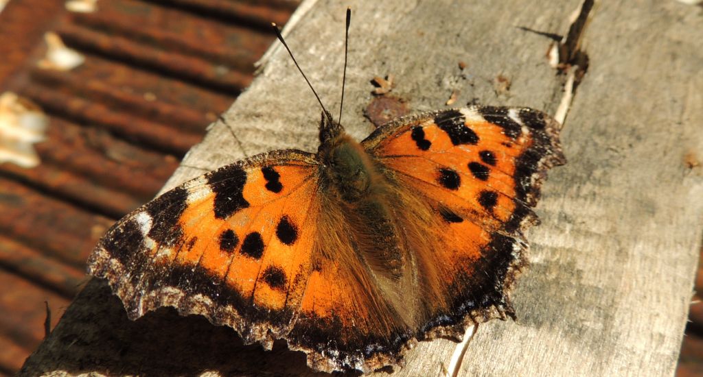 Rusałka wierzbowiec (Nymphalis polychloros)