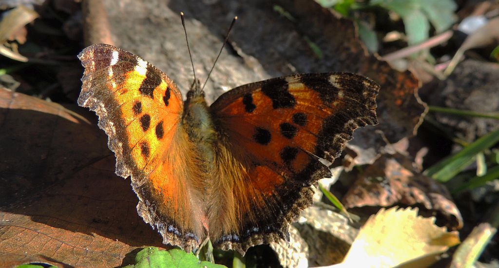 Rusałka wierzbowiec (Nymphalis polychloros)