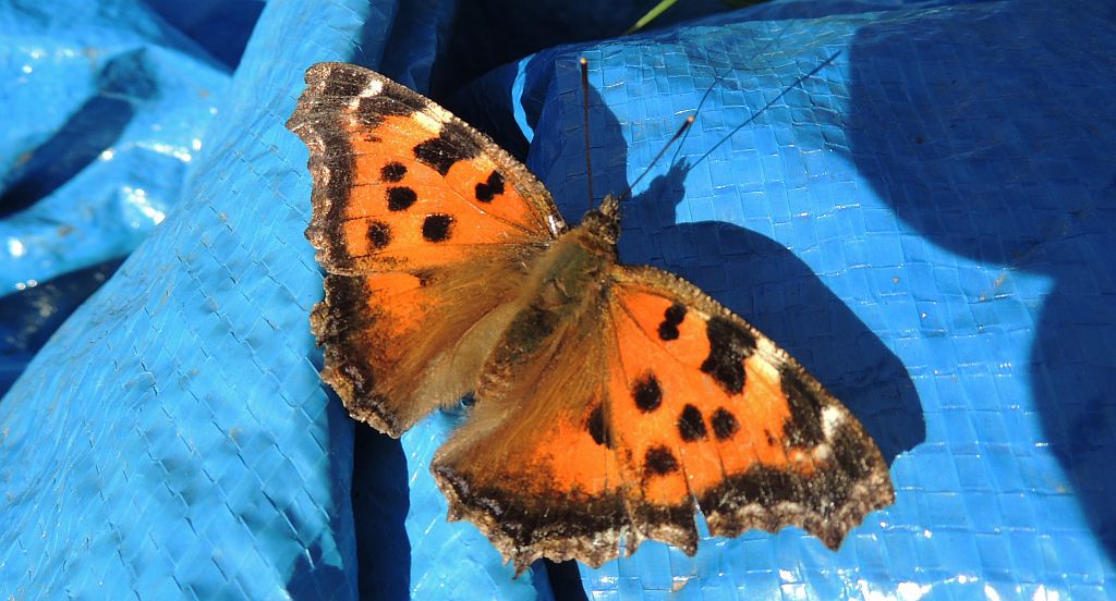 Rusałka wierzbowiec (Nymphalis polychloros)