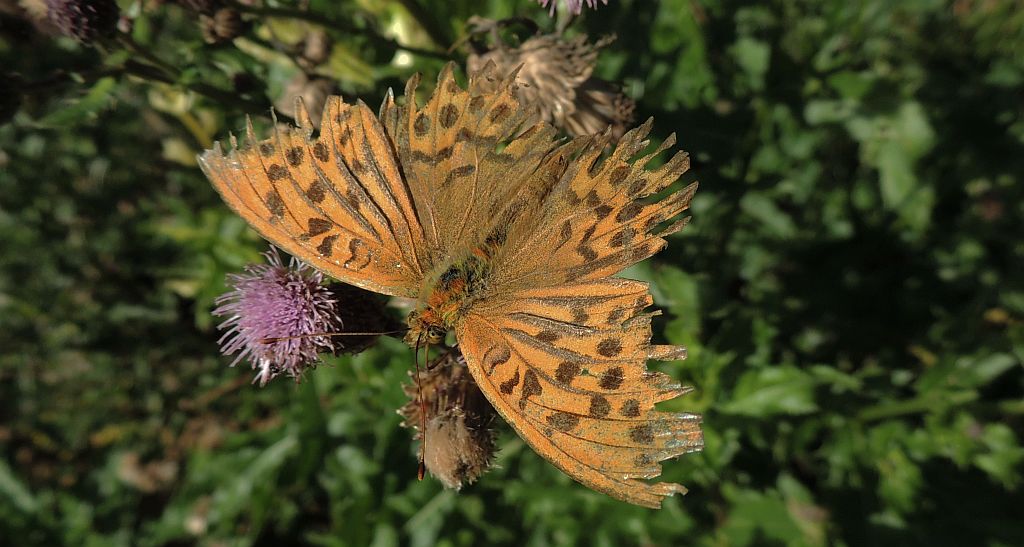 Dostojka malinowiec (Argynnis paphia)