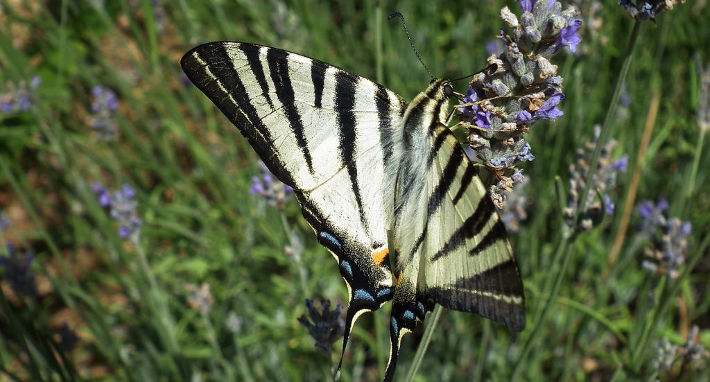 Paź żeglarz, witeź żeglarz, żeglarek (Iphiclides podalirius syn. Papilio podalirius)