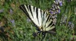 Paź żeglarz, witeź żeglarz, żeglarek (Iphiclides podalirius syn. Papilio podalirius)