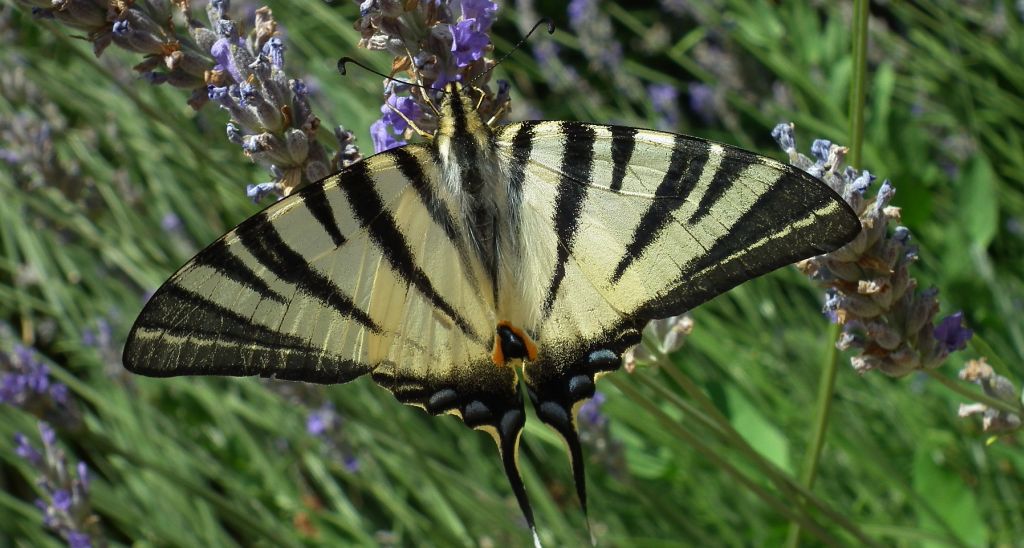 Paź żeglarz, witeź żeglarz, żeglarek (Iphiclides podalirius syn. Papilio podalirius)