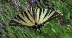 Paź żeglarz, witeź żeglarz, żeglarek (Iphiclides podalirius syn. Papilio podalirius)