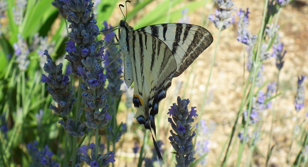 Paź żeglarz, witeź żeglarz, żeglarek (Iphiclides podalirius syn. Papilio podalirius)