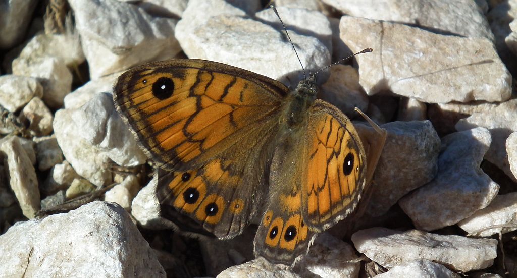 Osadnik megera (Lasiommata megera)