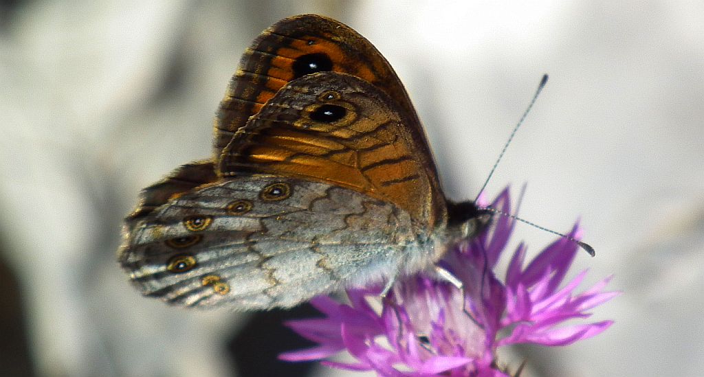 Osadnik megera (Lasiommata megera)