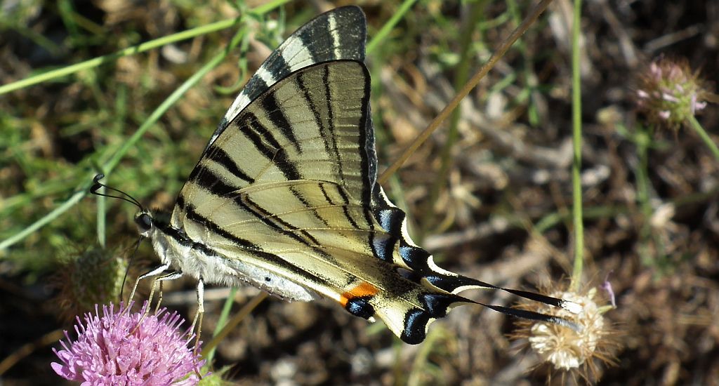Paź żeglarz, witeź żeglarz, żeglarek (Iphiclides podalirius syn. Papilio podalirius)
