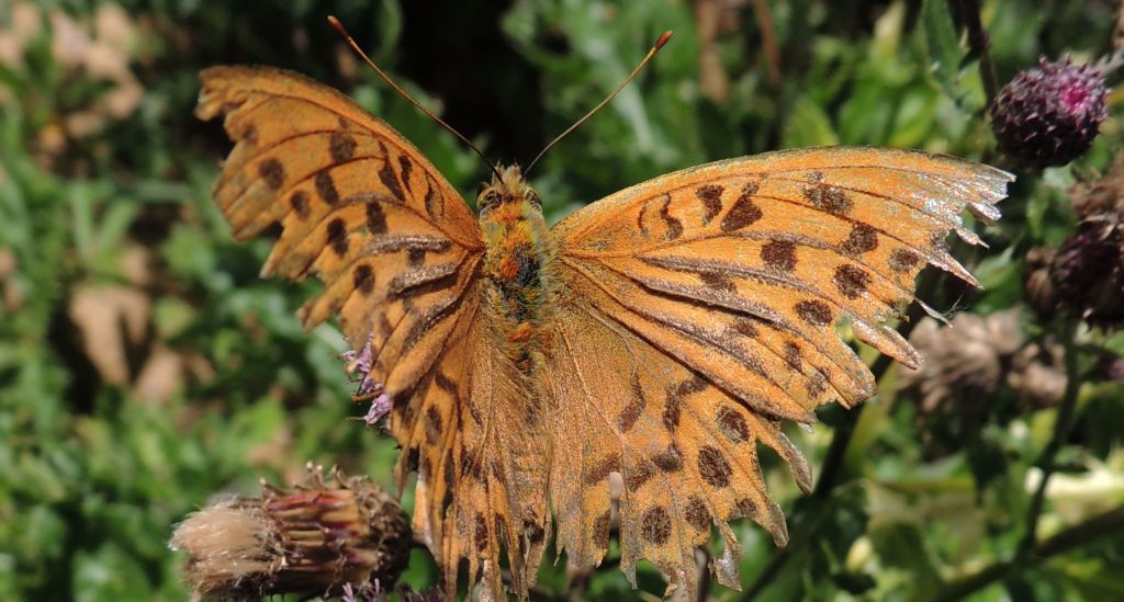 Dostojka malinowiec (Argynnis paphia)