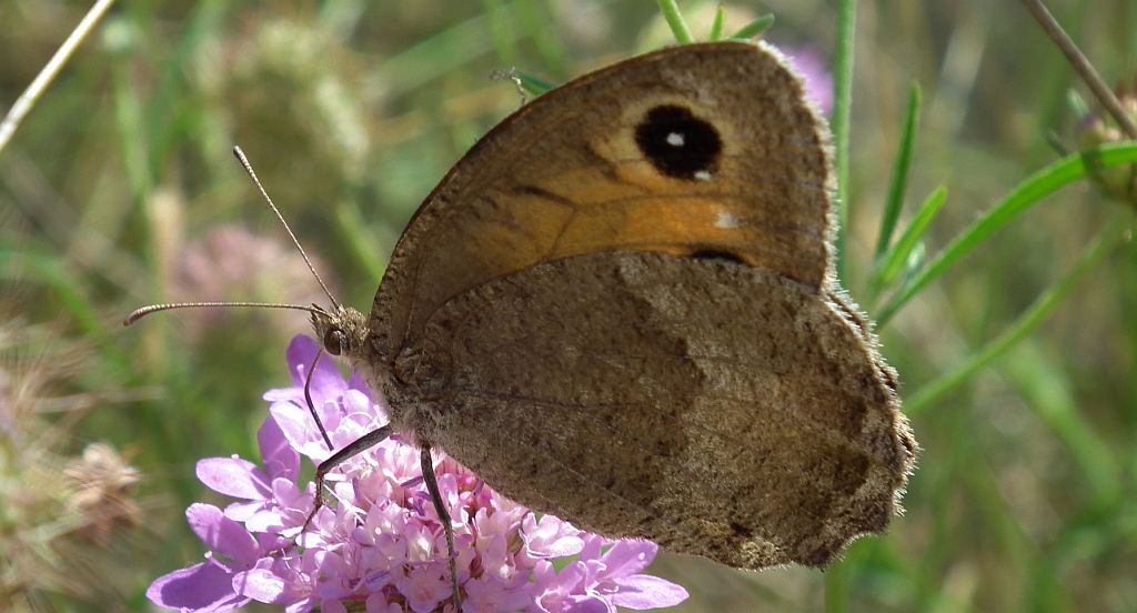 Skalnik statilinus (Hipparchia statilinus (Hufn.))
