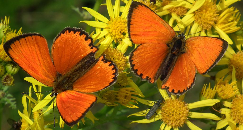 Czerwończyk dukacik (Lycaena virgaureae)