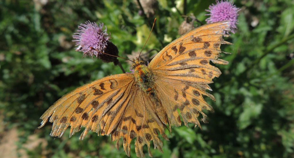 Dostojka malinowiec (Argynnis paphia)