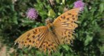Dostojka malinowiec (Argynnis paphia)