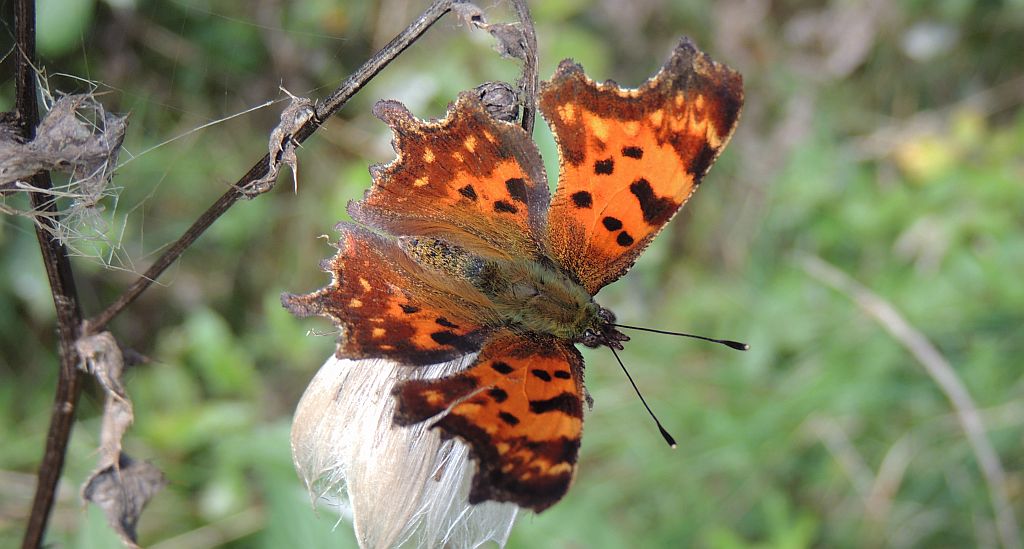 Rusałka ceik (Polygonia c-album)