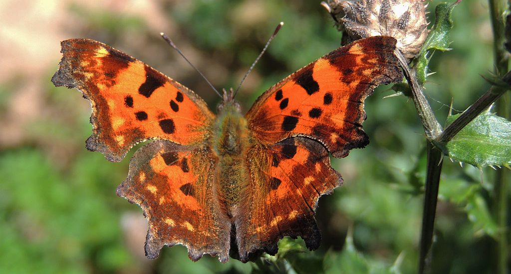 Rusałka ceik (Polygonia c-album)