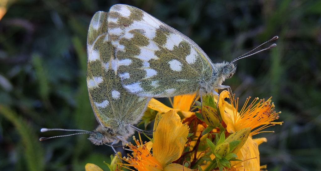 Zorzynek rzeżuchowiec (Anthocaris cardamines)