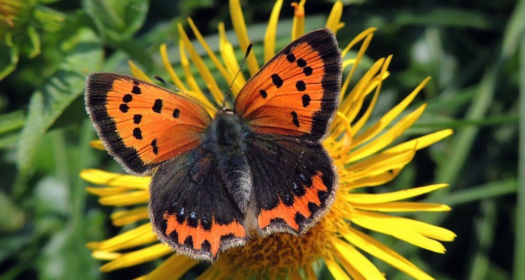Czerwończyk żarek (Lycaena phlaeas)