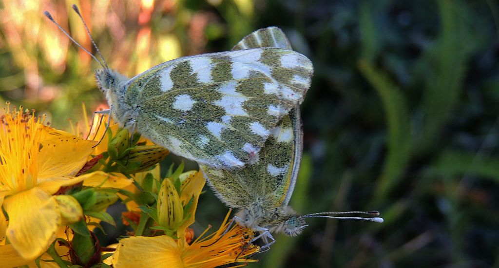 Zorzynek rzeżuchowiec (Anthocaris cardamines)