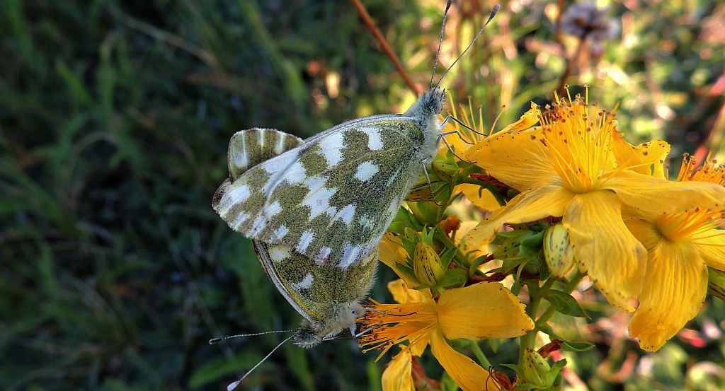 Zorzynek rzeżuchowiec (Anthocaris cardamines)