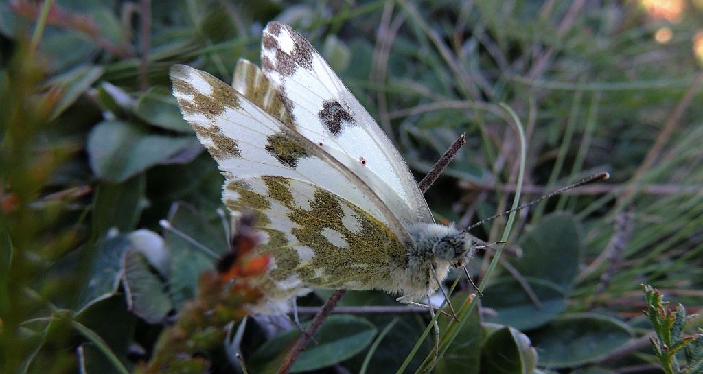 Zorzynek rzeżuchowiec (Anthocaris cardamines)