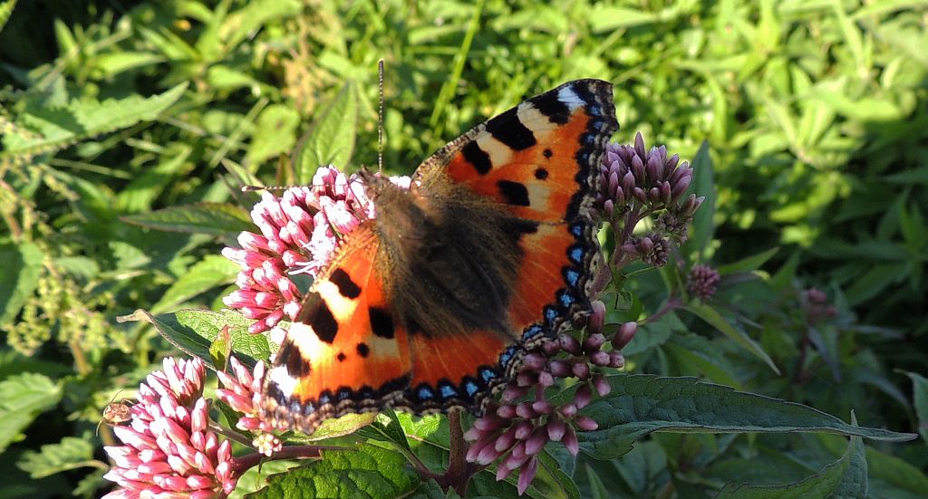 Rusałka pokrzywnik (Algais urticae)
