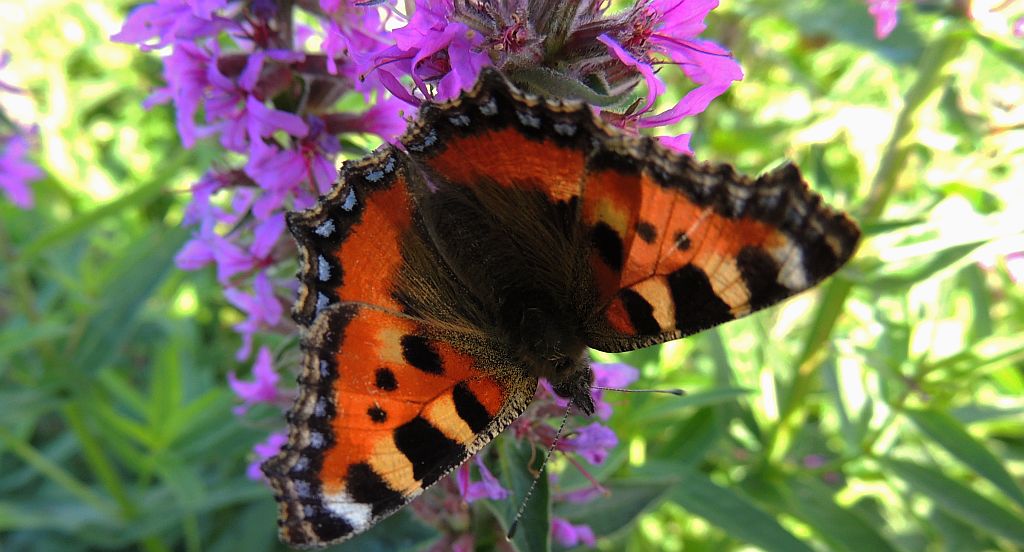 Rusałka pokrzywnik (Algais urticae)