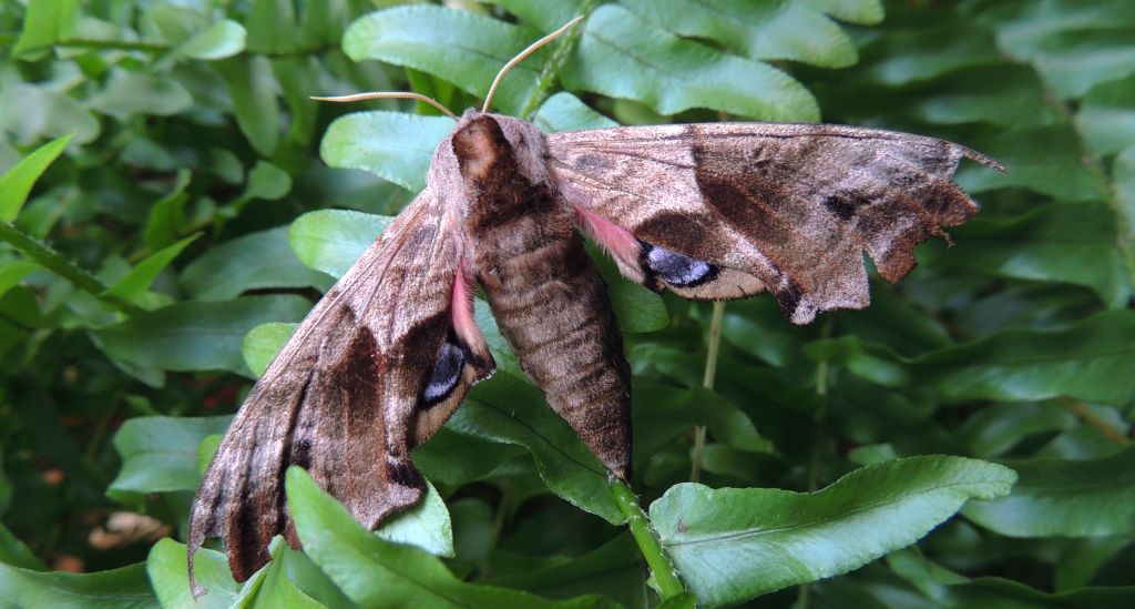 Nastrosz półpawik, gryzuń półpawik (Smerinthus ocellata syn. Smerinthus ocellatus)
